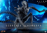 HOT TOYS 1/6 MMS784 SCORCHED XENOMORPH